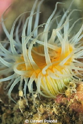 White-tentacled anemone (Actinothoe albocincta) close-up by Daniel Poloha 